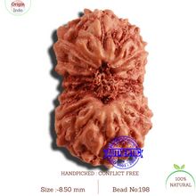 Load image into Gallery viewer, 17 Mukhi Rudraksha from Indonesia - Bead No. 198