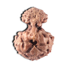 Load image into Gallery viewer, Indonesian Garbh Gauri Rudraksha - Bead No. 19