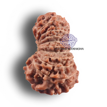 Load image into Gallery viewer, 19 Mukhi Indonesian Rudraksha - Bead 172