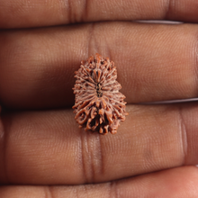 Load image into Gallery viewer, 19 Mukhi Indonesian Rudraksha - Bead 172
