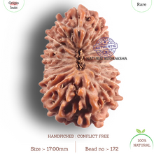 Load image into Gallery viewer, 19 Mukhi Indonesian Rudraksha - Bead 172