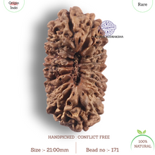 Load image into Gallery viewer, 19 Mukhi Indonesian Rudraksha - Bead 171