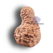 Load image into Gallery viewer, 19 Mukhi Indonesian Rudraksha - Bead 173