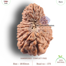 Load image into Gallery viewer, 19 Mukhi Indonesian Rudraksha - Bead 173