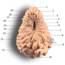 Load image into Gallery viewer, 19 Mukhi Indonesian Rudraksha - Bead 174