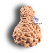 Load image into Gallery viewer, 19 Mukhi Indonesian Rudraksha - Bead 174