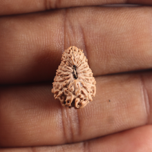 Load image into Gallery viewer, 19 Mukhi Indonesian Rudraksha - Bead 174