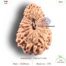 Load image into Gallery viewer, 19 Mukhi Indonesian Rudraksha - Bead 174