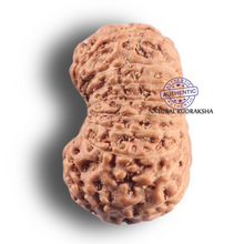 Load image into Gallery viewer, 19 Mukhi Indonesian Rudraksha - Bead 175