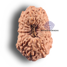Load image into Gallery viewer, 19 Mukhi Indonesian Rudraksha - Bead 175