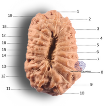 Load image into Gallery viewer, 19 Mukhi Indonesian Rudraksha - Bead 175