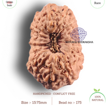 Load image into Gallery viewer, 19 Mukhi Indonesian Rudraksha - Bead 175