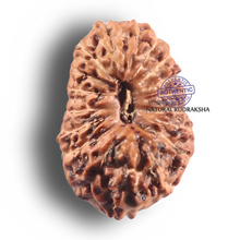 Load image into Gallery viewer, 19 Mukhi Indonesian Rudraksha - Bead 176