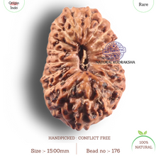 Load image into Gallery viewer, 19 Mukhi Indonesian Rudraksha - Bead 176
