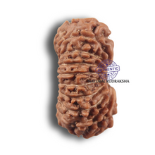 Load image into Gallery viewer, 19 Mukhi Indonesian Rudraksha - Bead 177