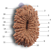 Load image into Gallery viewer, 19 Mukhi Indonesian Rudraksha - Bead 177