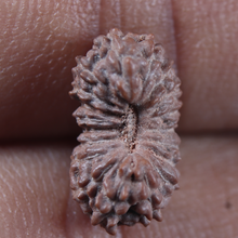 Load image into Gallery viewer, 19 Mukhi Indonesian Rudraksha - Bead 178