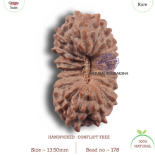 Load image into Gallery viewer, 19 Mukhi Indonesian Rudraksha - Bead 178