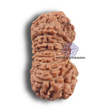 Load image into Gallery viewer, 19 Mukhi Indonesian Rudraksha - Bead 179