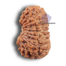 Load image into Gallery viewer, 19 Mukhi Indonesian Rudraksha - Bead 180