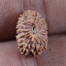 Load image into Gallery viewer, 19 Mukhi Indonesian Rudraksha - Bead 180