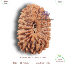 Load image into Gallery viewer, 19 Mukhi Indonesian Rudraksha - Bead 180