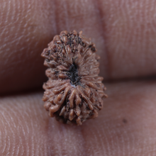 Load image into Gallery viewer, 19 Mukhi Indonesian Rudraksha - Bead 182