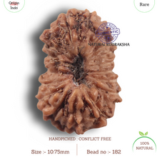 Load image into Gallery viewer, 19 Mukhi Indonesian Rudraksha - Bead 182