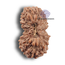Load image into Gallery viewer, 19 Mukhi Indonesian Rudraksha - Bead 183