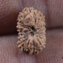 Load image into Gallery viewer, 19 Mukhi Indonesian Rudraksha - Bead 184