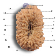 Load image into Gallery viewer, 19 Mukhi Indonesian Rudraksha - Bead 184
