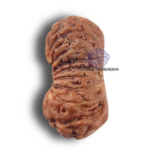 Load image into Gallery viewer, 19 Mukhi Indonesian Rudraksha - Bead 185