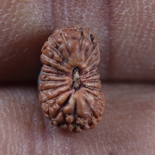 Load image into Gallery viewer, 19 Mukhi Indonesian Rudraksha - Bead 185