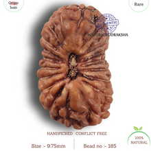 Load image into Gallery viewer, 19 Mukhi Indonesian Rudraksha - Bead 185