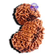Load image into Gallery viewer, 19 Mukhi Gaurishankar Nepalese Rudraksha - Bead No 16