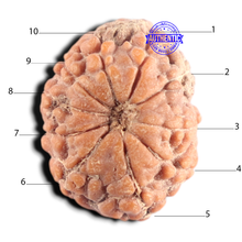 Load image into Gallery viewer, 10 Mukhi Rudraksha from Indonesia - Bead No. 19
