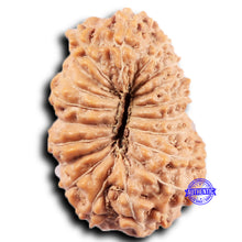 Load image into Gallery viewer, 19 Mukhi Indonesian Rudraksha - Bead 125