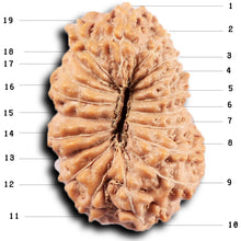 Load image into Gallery viewer, 19 Mukhi Indonesian Rudraksha - Bead 125