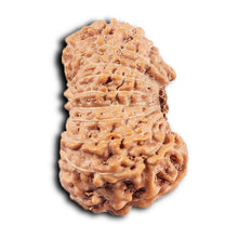 Load image into Gallery viewer, 19 Mukhi Indonesian Rudraksha - Bead 125