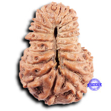 Load image into Gallery viewer, 19 Mukhi Indonesian Rudraksha - Bead 127