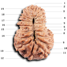 Load image into Gallery viewer, 19 Mukhi Indonesian Rudraksha - Bead 127
