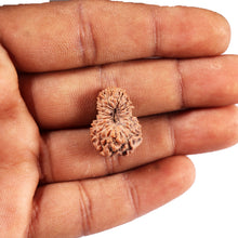 Load image into Gallery viewer, 19 Mukhi Indonesian Rudraksha - Bead 127