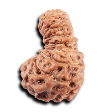 Load image into Gallery viewer, 19 Mukhi Indonesian Rudraksha - Bead 127