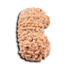 Load image into Gallery viewer, 19 Mukhi Indonesian Rudraksha - Bead 129
