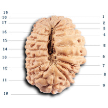 Load image into Gallery viewer, 19 Mukhi Indonesian Rudraksha - Bead 130