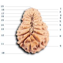 Load image into Gallery viewer, 19 Mukhi Indonesian Rudraksha - Bead 131