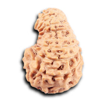 Load image into Gallery viewer, 19 Mukhi Indonesian Rudraksha - Bead 131