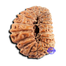 Load image into Gallery viewer, 19 Mukhi Indonesian Rudraksha - Bead 136