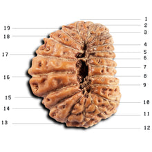 Load image into Gallery viewer, 19 Mukhi Indonesian Rudraksha - Bead 136