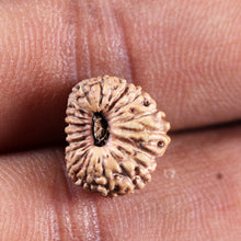 Load image into Gallery viewer, 19 Mukhi Indonesian Rudraksha - Bead 136